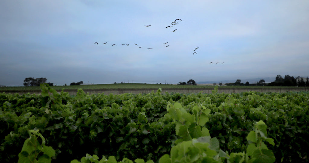 Geese from the Napa River take flight over a Mumm Napa pinot wine grape vineyard in American Canyon, Monday August 7, 2017. (Kent Porter / The Press Democrat) 2017