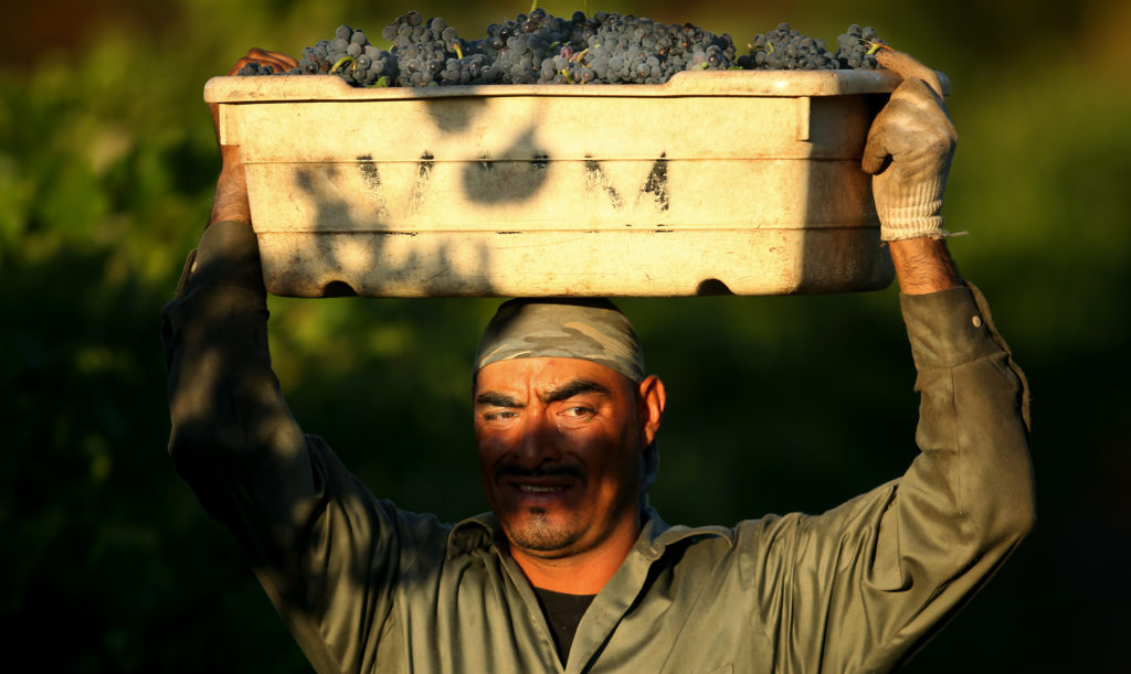 8/11/2012: B1: PC: Octavio Ixtas, working with Vyborny Vineyard Management, brings in the first sparkling wine grapes for Mumm Napa, Friday August 10, 2012 in the Napa Valley. (Kent Porter / Press Democrat) 2012