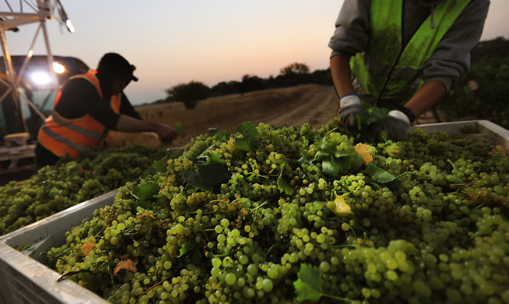 Workers pull stems and leaves from freshly picked chardonnay at Bowtie Vineyards in Healdsburg, Friday Sept. 1, 2017, harvested for J Vineyards and Winery. Grape growers are scurrying to get the grapes in due to the heat wave. (Kent Porter / The Press Democrat) 2017