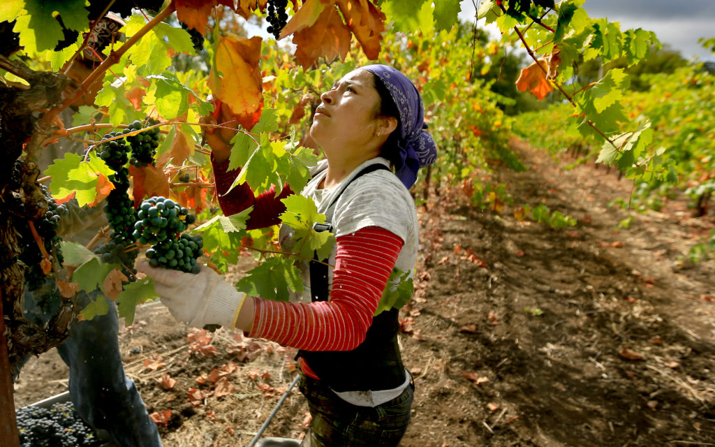 Josefina Martinez of Redwood Empire Vineyard Management picks zinfandel grapes in Windsor, Thursday Sept. 25, 2014. Overnight rains put a rush on this years wine grape harvest. (Kent Porter / Press Democrat) 2014