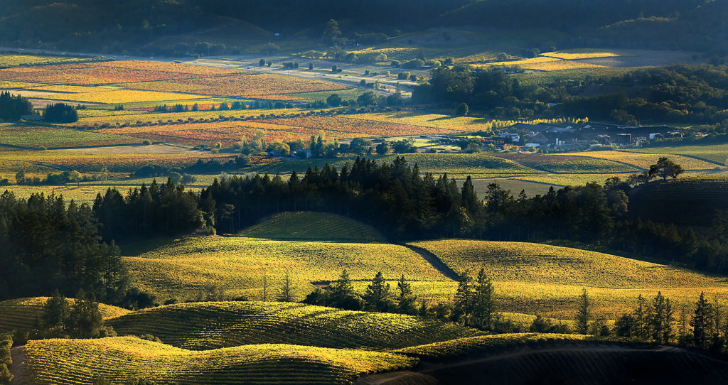 Kendall Jackson vineyards, foreground, just off Geysers Road begin to turn with the cooler weather as Alexander Valley near Clos du Bois Winery basks in afternoon light, Wednesday Oct. 19, 2016 near Geyserville. (Kent Porter / The Press Democrat) 2016