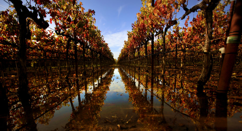 Recent rain has left standing water in vineyards in the Alexander Valley, Wednesday Oct. 26, 2016. (Kent Porter / Press Democrat) 2016