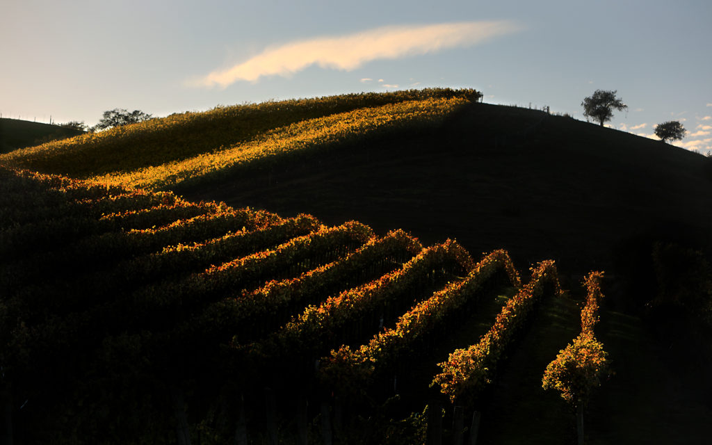 A vineyard catches the last light of the day along Westside Road near Healdsburg, Monday, Nov. 5, 2018. (Kent Porter / The Press Democrat) 2018