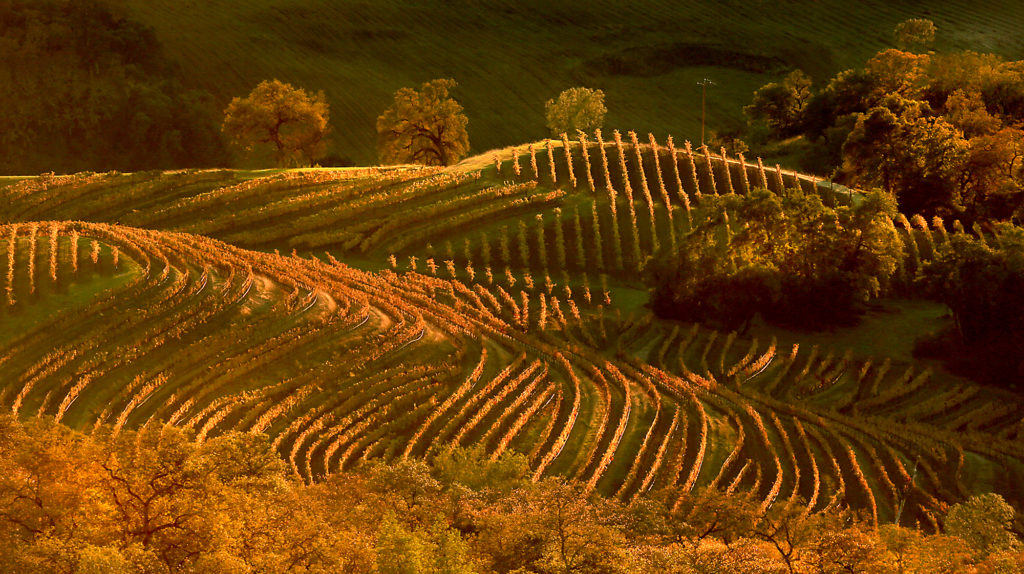 Kendall Jackson's terraced vineyards soak in the last light of the day off Geysers Road near Geyserville, Wednesday Nov. 18, 2015. (Kent Porter / Press Democrat) 2015