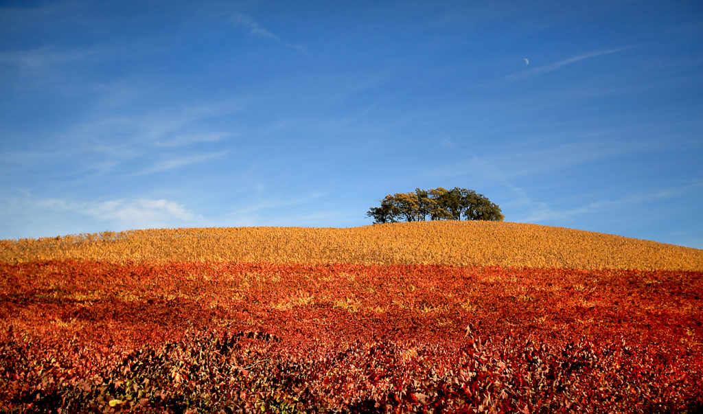 At Kunde Family Vineyards in Kenwood, two types of Syrah vines, 174 clone on the top and Syrah Noir on the bottom, react to the change in the seasons. (Kent Porter/The Press Democrat)