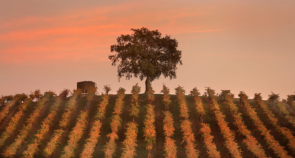 Sonoma County Fall Vineyards in 40 Photos