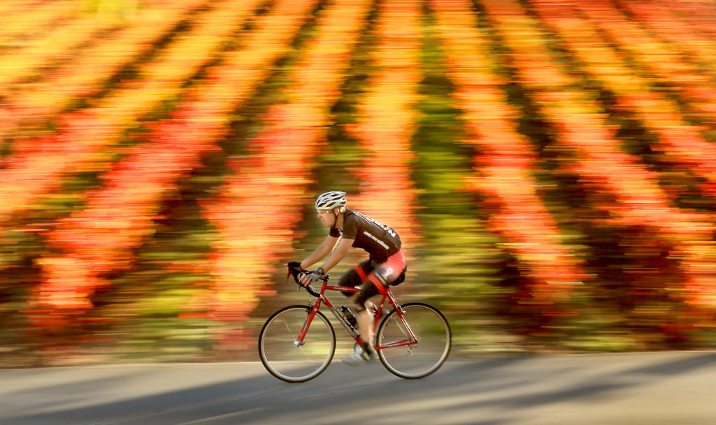 Balmy temperatures, sunshine and fall vineyards complete the backdrop as a rider glides over Wohler Road near Forestville, Thursday Nov. 19, 2015. (Kent Porter / Press Democrat) 2015