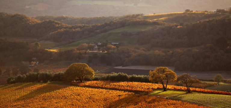 Kunde Vineyards at peak fall color in Kenwood. (Kent Porter / The Press Democrat)