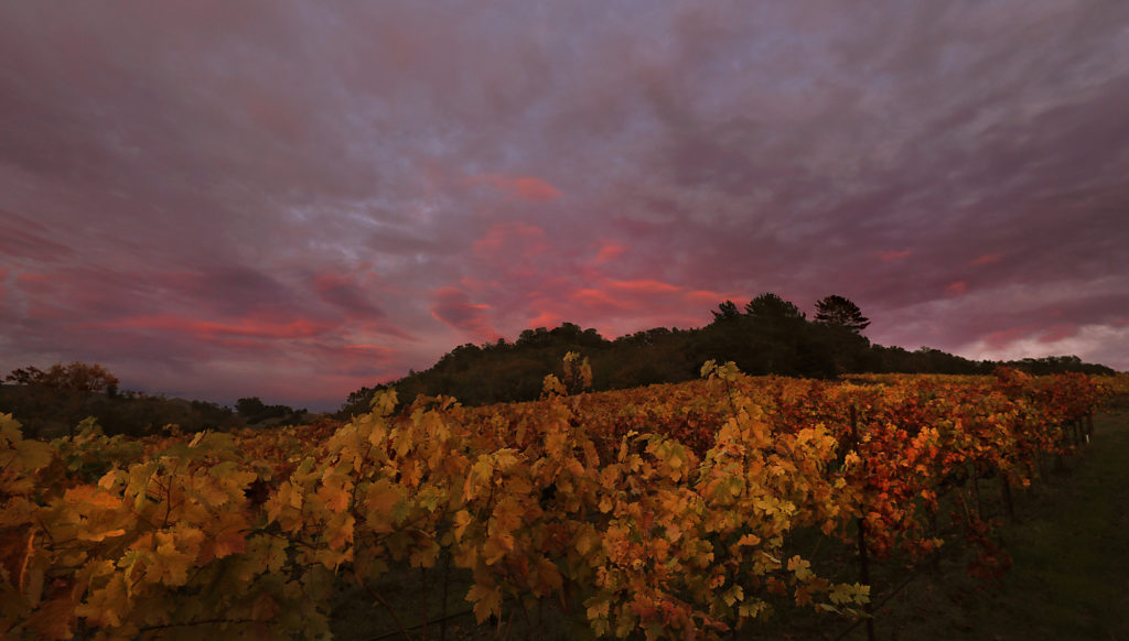 A fall sunset paints the sky at Windsor Oaks Vineyards, Monday, Nov. 26, 2018. (Kent Porter / The Press Democrat) 2018