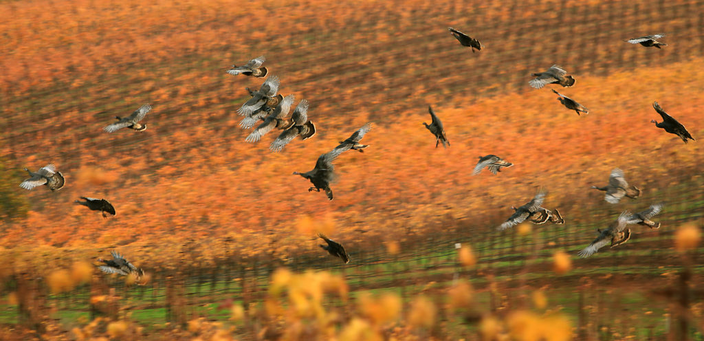Wild turkeys prepare to land in a vineyard off Nelligan road above Kenwood, Wednesday, Dec. 5, 2018. (Kent Porter / The Press Democrat) 2018