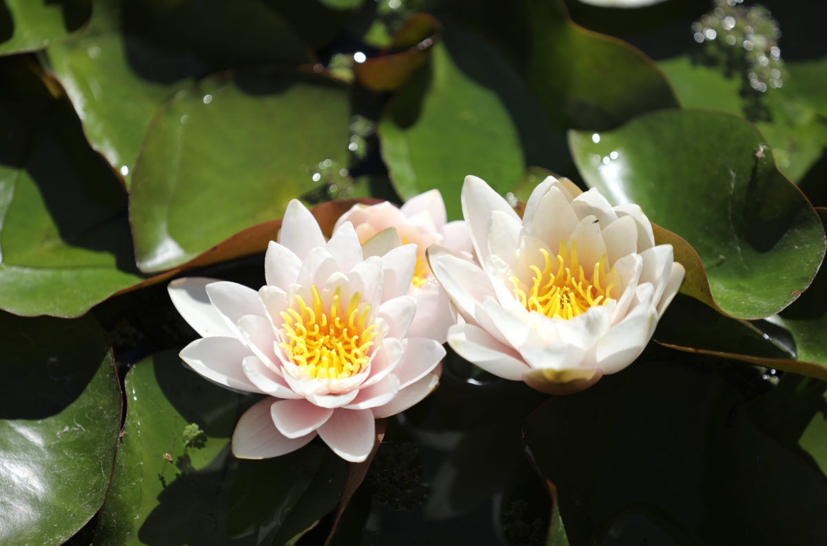 Nymphaea hybrid water lily at Quarryhill Botanical Garden in Glen Ellen on Tuesday, June 25, 2019. (Beth Schlanker / The Press Democrat)