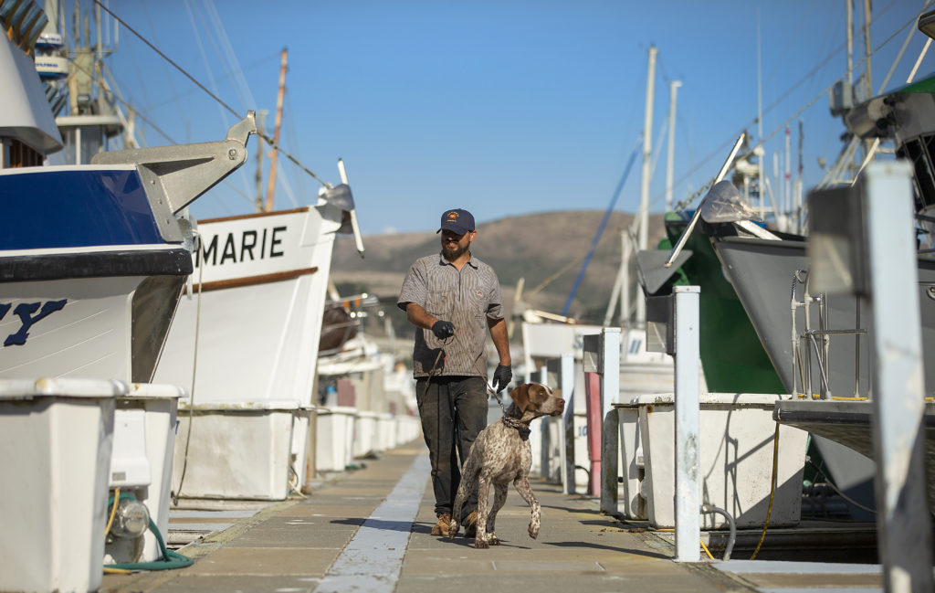 Capt. Mark Anello walks to his truck for supplies with his dog Rusty on the docks at Spud Point Marina in Bodega Bay. (John Burgess)