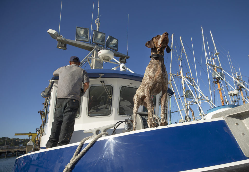 With dog Rusty on watch, Capt. Mark Anello applies a coat of wax to the cabin of the Legacy at Spud Point Marina. (John Burgess)