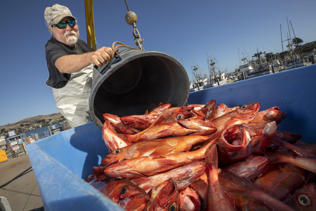 Josh Churchman unloads his catch of Chilipepper rockfish at the Spud Point Marina in Bodega Bay. (John Burgess)