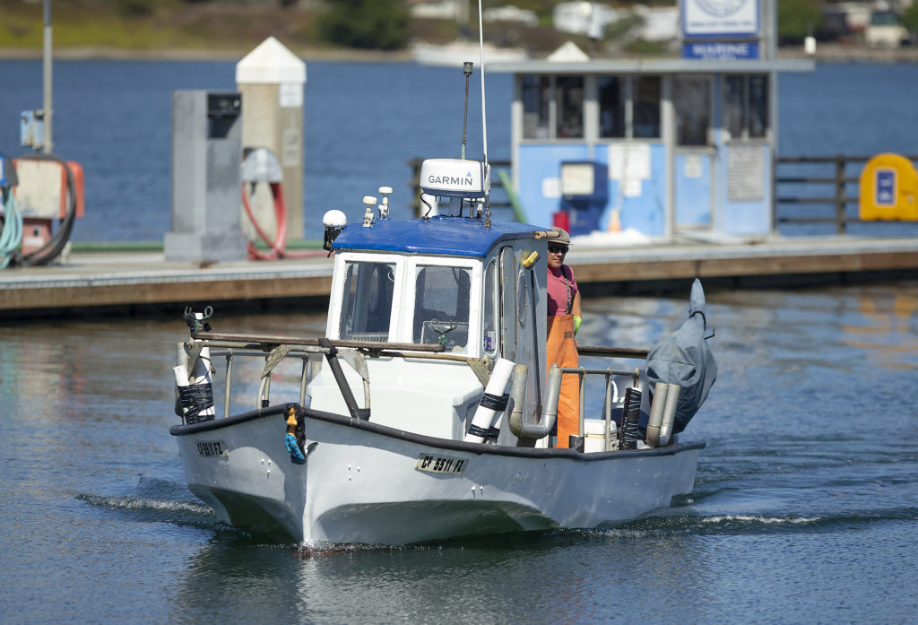 After a successful day of fishing black cod and rockfish, Josh Churchman captains the 24-foot Palo into the docks at Spud Point Marina in Bodega Bay. (John Burgess)
