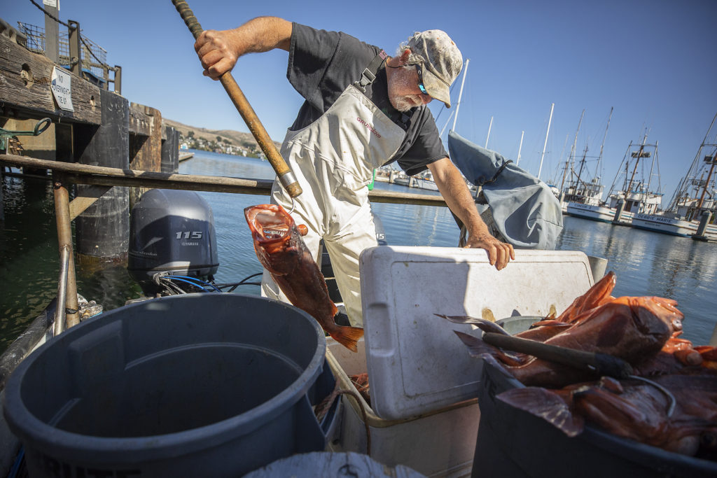 Josh Churchman separates varieties of rockfish after a day of fishing at the Spud Point Marina in Bodega Bay. (John Burgess)