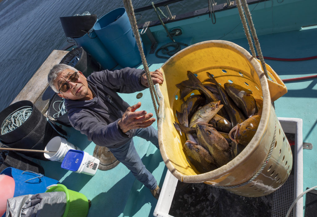 Dick Ogg unloads a hold filled with live black cod at The Tides in Bodega Bay. (John Burgess)