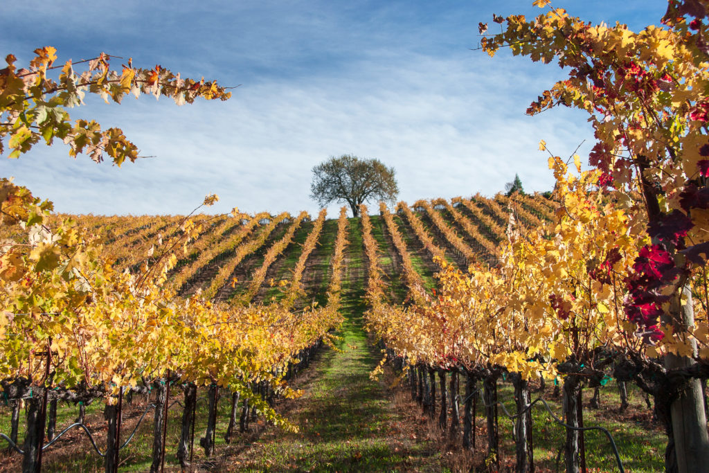Beauty and The Leaf: 15 Favorite Sonoma and Napa Spots for Fans of Fall