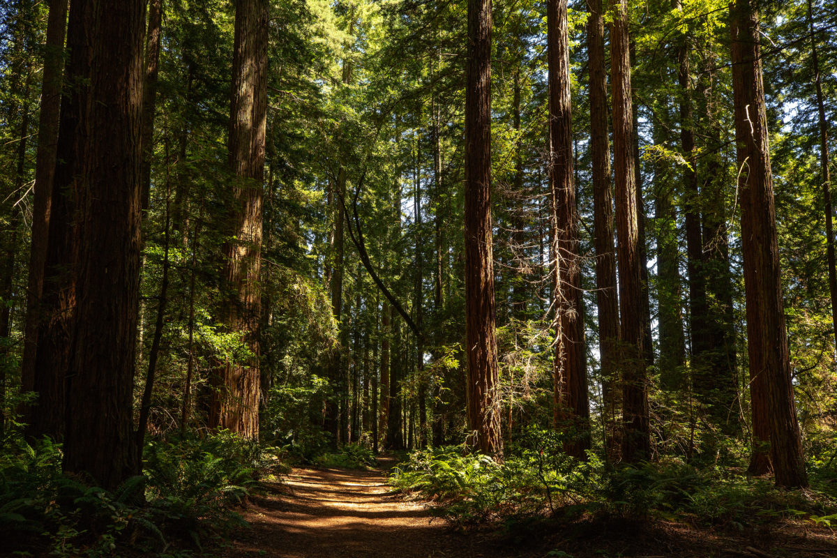 The Grove of Old Trees, an old-growth redwood grove with walking trails, near Occidental. (Alvin Jornada/The Press Democrat)