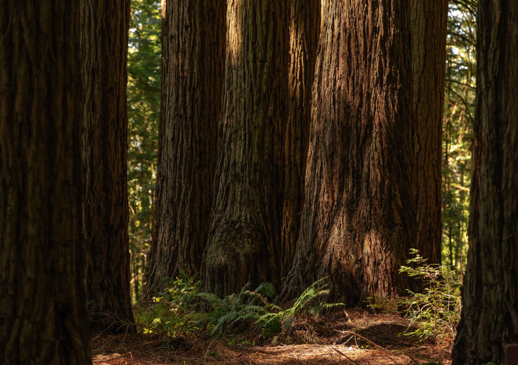 The Grove of Old Trees, an old-growth redwood grove with walking trails, near Occidental. (Alvin Jornada)