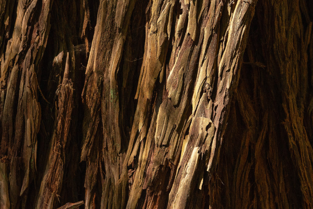 The texture of redwood tree bark at the Grove of Old Trees, an old-growth redwood grove with walking trails, near Occidental. (Alvin Jornada)