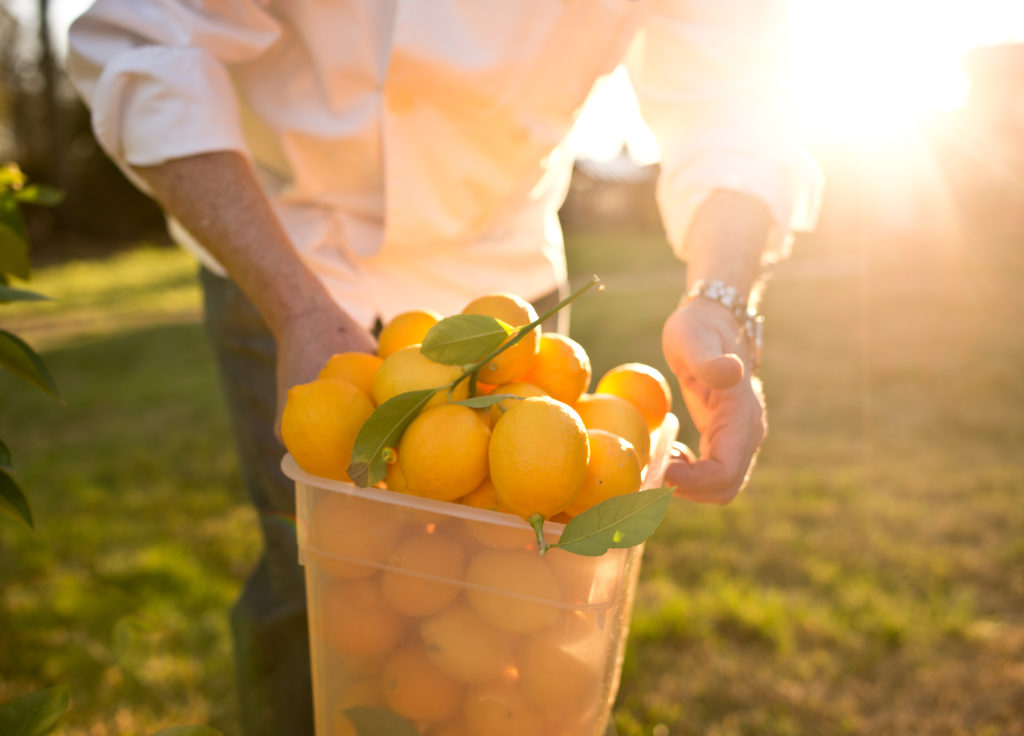 Jeff Mall, chef/owner of Zin restaurant, picks Meyer lemons from one of his trees at the ZinGarden where he grows produce for his restaurant in Healdsburg, Calif., on February 26, 2013. (Alvin Jornada / The Press Democrat)