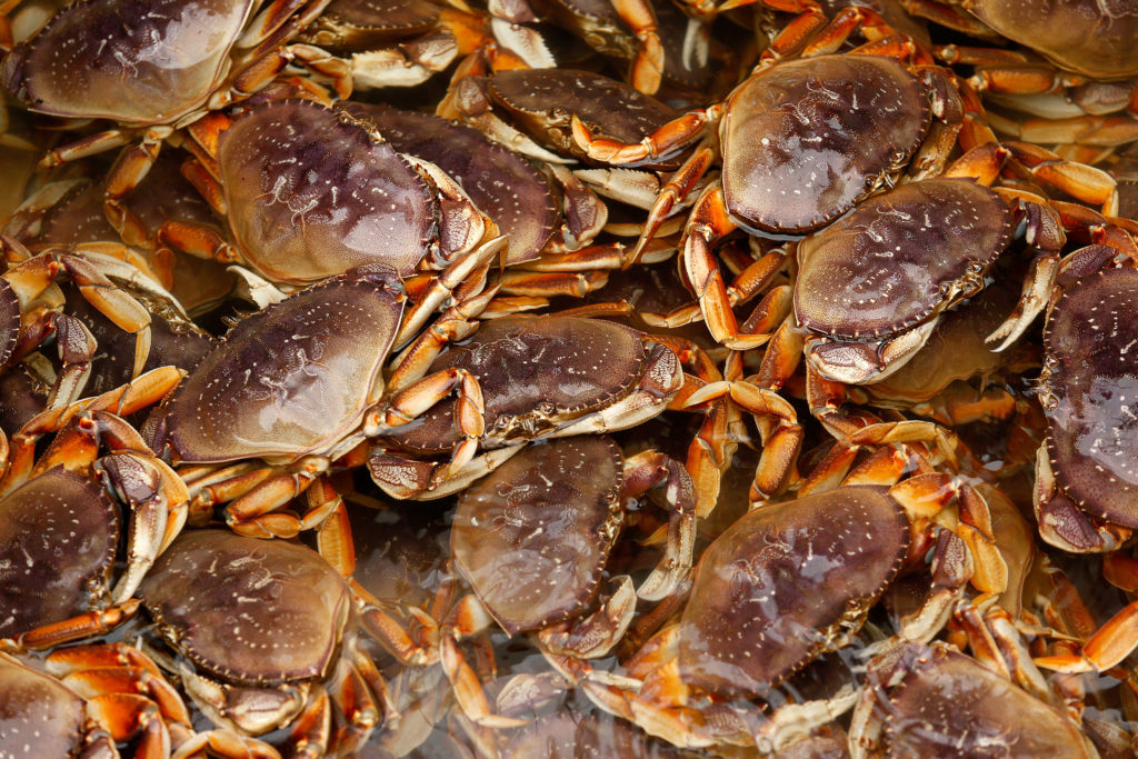 Dungeness crab float at the surface of the water inside the Karen Jeanne's cargo hold before deckhands begin unloading their catch at the Tides Wharf in Bodega Bay, California, on Thursday, December 20, 2018. (Alvin Jornada / The Press Democrat)
