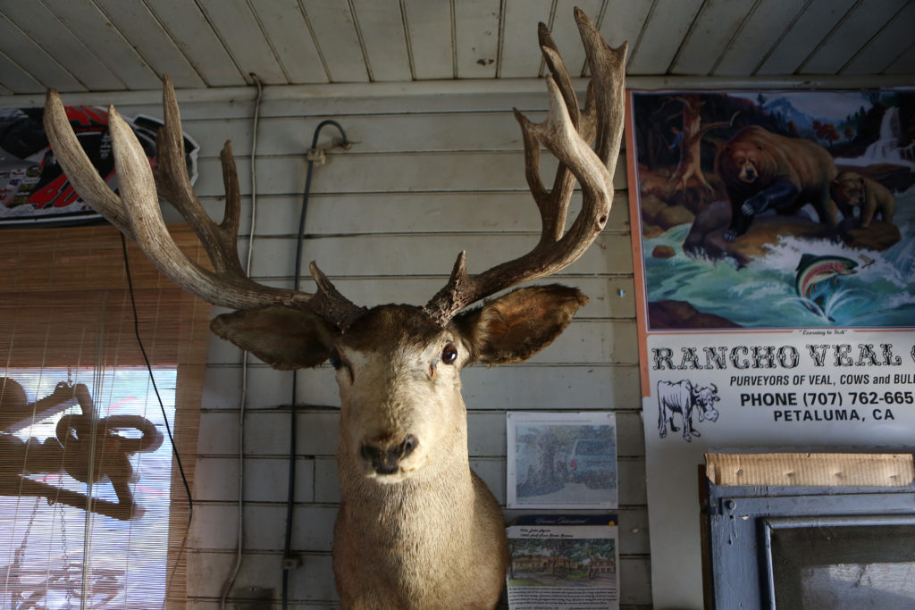 A deer head hangs from the wall at Ernie's Tin Bar in Petaluma on Wednesday, July 31, 2013. (Conner Jay)