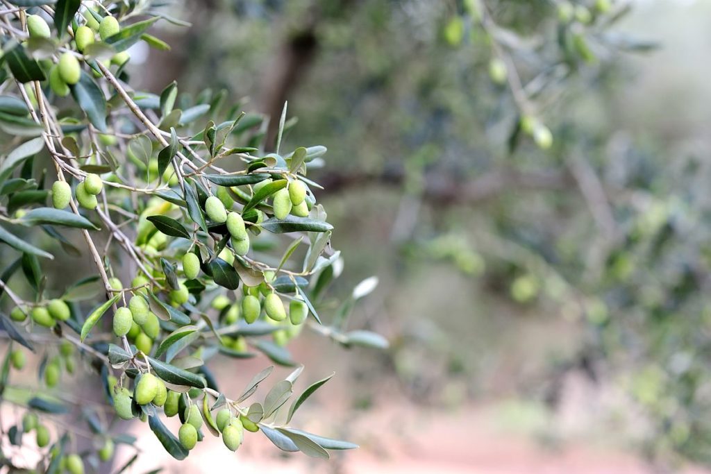 Detail of green olive tree branch