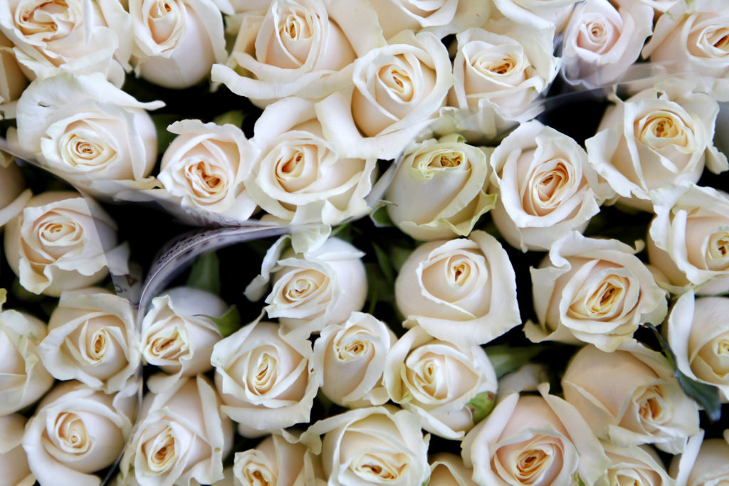 Bunches of roses sit after being picked and packaged at Neve Brothers Wholesale Cut Flowers in Petaluma, California on Thursday, February 10, 2011. (BETH SCHLANKER/ The Press Democrat)