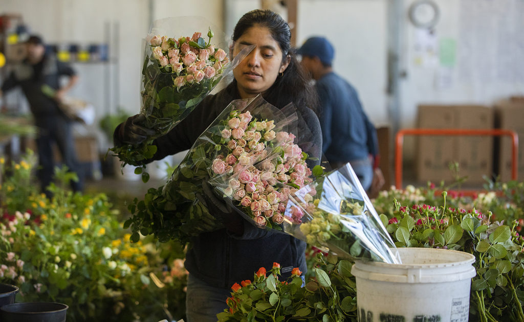 Laurencia Vasquez prepares bouquets of miniature roses for Valentines Day at Neve Brothers wholesale flower growers in Petaluma on Wednesday. (photo by John Burgess/The Press Democrat)