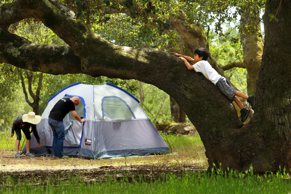 5/26/2012: B1: PC: Marcus Fong, 8, of Oakland, climbs an old oak tree while his parents Victor and Maria set up their tent at the Spring Lake campground in Santa Rosa for the Memorial Day weekend.