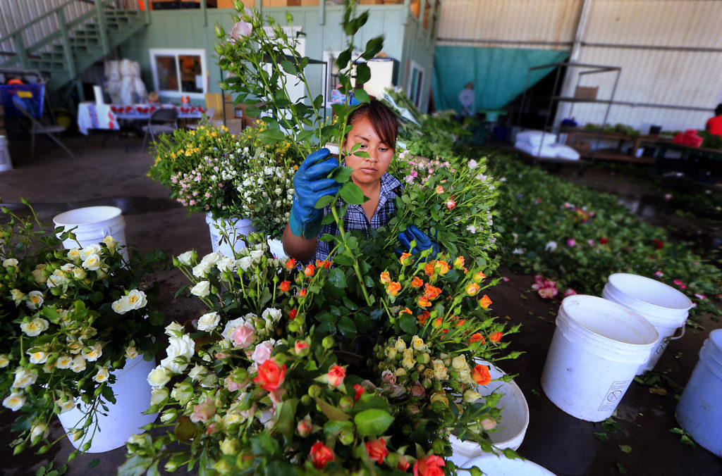 Reina Pablo loads fresh cut flowers headed to San Francisco at Neve Brothers in Petaluma on Tuesday. The cut flower crop grew by 8.6 percent in 2015. (JOHN BURGESS/The Press Democrat)