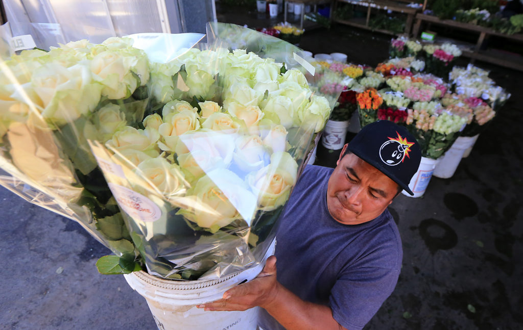 Antonio Ortiz loads fresh cut flowers headed to San Francisco at Neve Brothers in Petaluma on Tuesday. The cut flower crop grew by 8.6 percent in 2015. (JOHN BURGESS/The Press Democrat)
