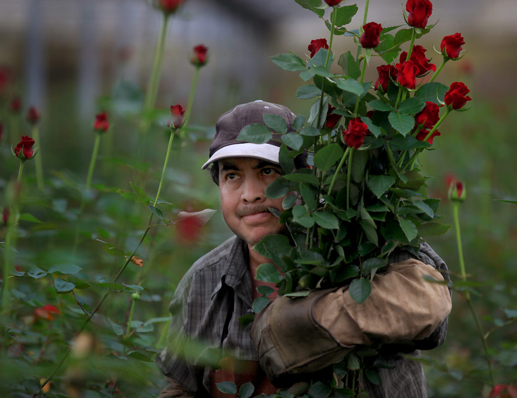 2/10/2010: B3: PC: Miguel Vasquez of Neve Brothers Roses harvest roses destined for valentine bouquets, Tuesday Feb. 9. 2010. (Kent Porter / Press Democrat) 2010