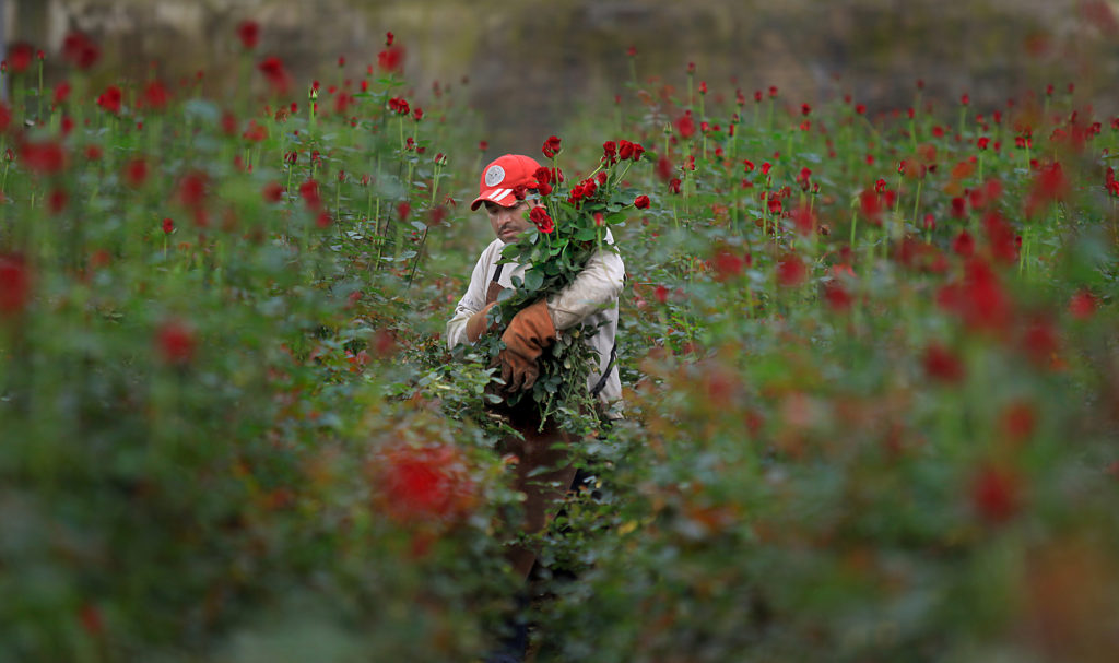 2/10/2010: B1: PC: After harvesting roses, Bernardo Negra of Neve Brothers roses takes an armload to be packaged, Tuesday Feb. 9, 2010 in Petaluma. Workers at the nursery are working full tilt to keep up with the flower demand for Valentines Day. (Kent Porter / Press Democrat) 2010