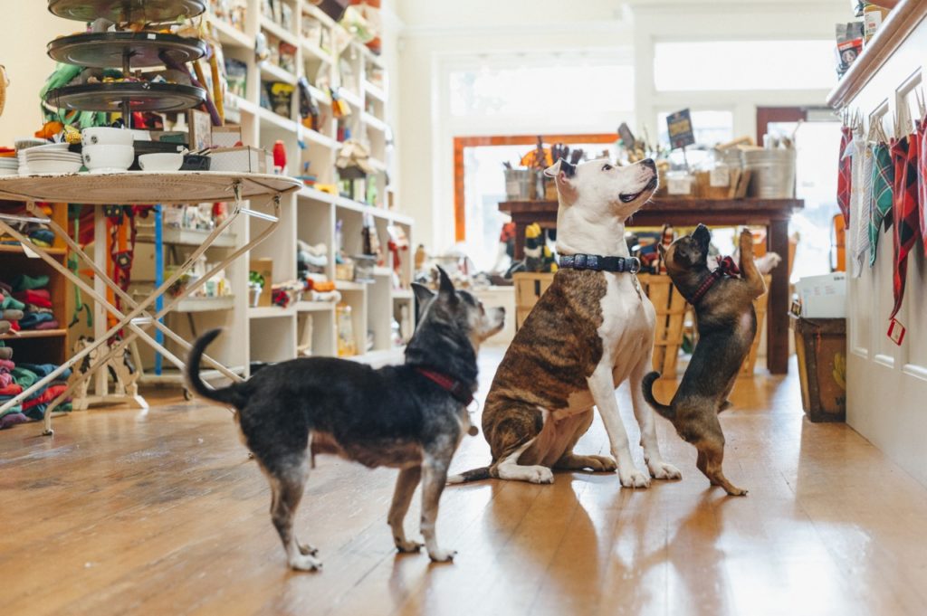 4 Excellent Pet Boutiques in Sonoma County