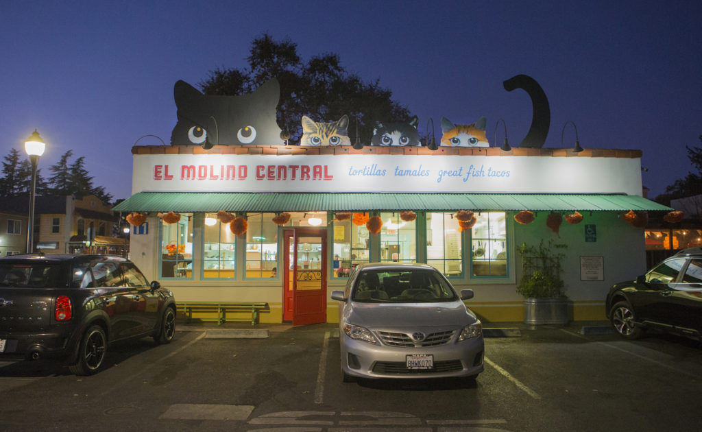 Cat and kittens at El Molino Central on Highway 12 in Boyes Hot Springs. (Photo by Robbi Pengelly/Index-Tribune)