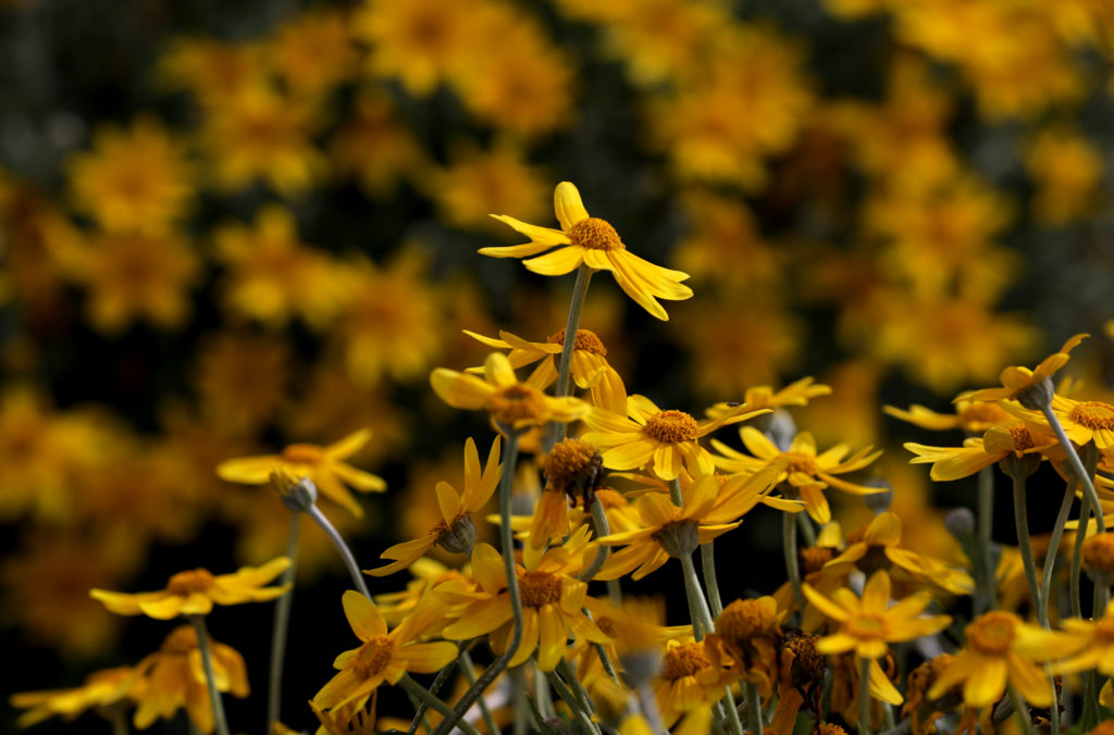 Woolly Sunflower blooms in a garden designed by April Owens, executive director of the Habitat Corridor Project, at the home of Niessa and Steve Diehl in Santa Rosa on Monday, March 16, 2020. (BETH SCHLANKER/ The Press Democrat)