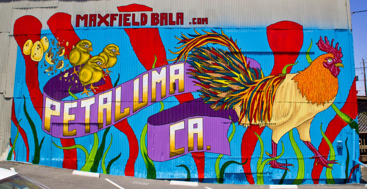 This 20-by-40-foot "Petaluma Chicken" mural was painted on the side wall of Worthy of Love home furnishings.The store is on Petaluma Boulevard but the mural is on the Water Street side and can be seen by drivers on East Washoington Street as they approach the Boulevard. It is the work of Maxfield Bala, 22. (www.maxfieldbala.com)(Chris Samson/For the Argus-Courier)