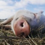 Pigs, cows, goats, sheep and more. Meet the 140 residents of a local farm animal sanctuary in a series of virtual tours. 