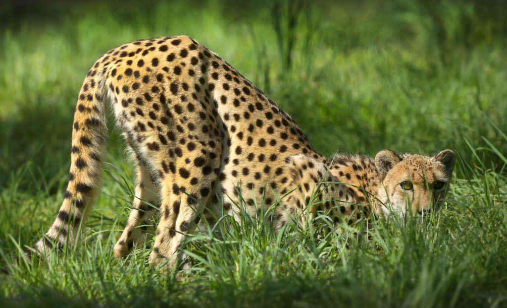 Safari West is spearheading efforts to improve emergency preparedness in the Mark West Valley including the evacuation of animals in a future wildfire. Safari West keepers care for five cheetahs on the preserve. (photo by John Burgess/The Press Democrat)