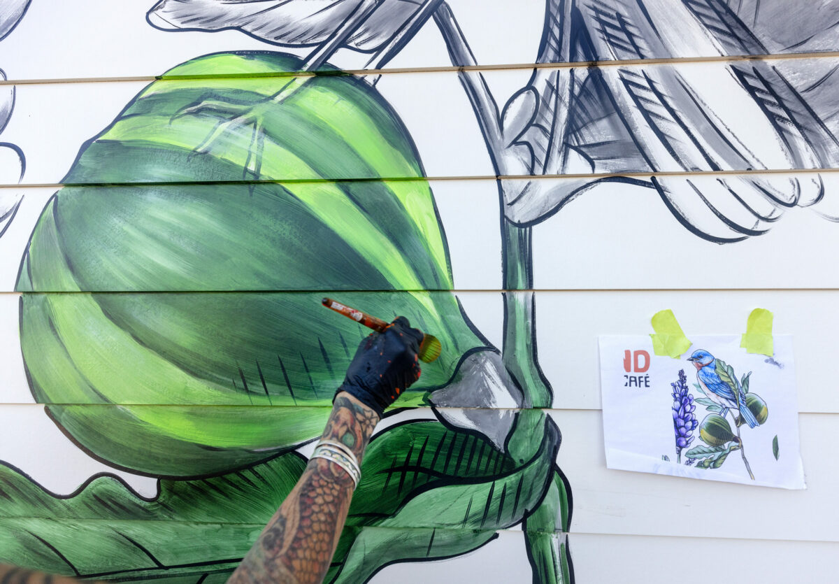 Muralist Amanda Lynn paints a fig tree on the outer walls of The Playground Café at St. Stephen's Church Wednesday, Oct. 16, 2024, in Sebastopol. (John Burgess / The Press Democrat)