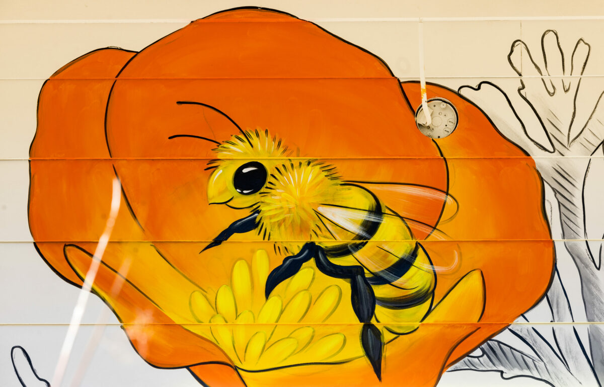 Muralist Amanda Lynn painted a bee on a poppy along with other items found in the garden on the walls off The Playground Café at St. Stephen's Church Wednesday, Oct. 16, 2024, in Sebastopol. (John Burgess / The Press Democrat)