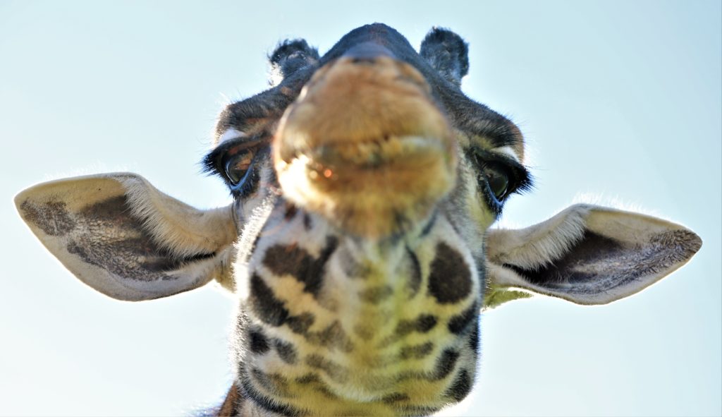 A giraffe moves in for a close look Sunday February 17th, 2019 as Safari West hosted its "Rumble in the Jungle" Valentines Day party. The adults-only adventure explored animal courtship at the 400-acre preserve, featuring a private Safari 'Amour' tour and gourmet lunch. (Will Bucquoy/For the Press Democrat)