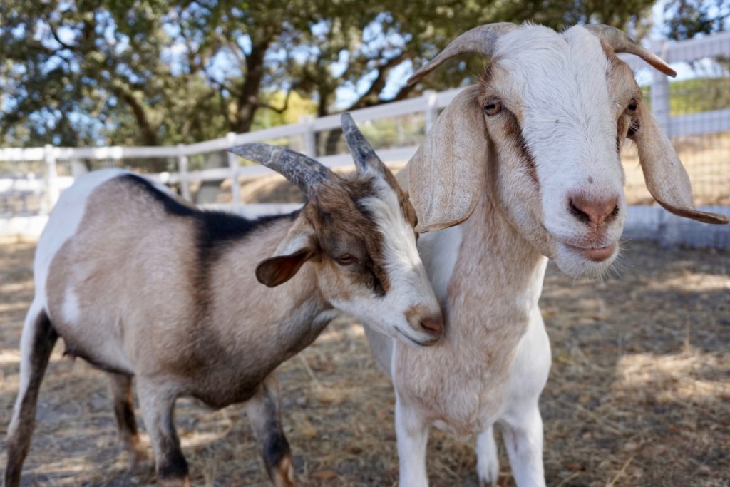 Goat to Meeting: Local Farm Animals Join Video Conference Calls
