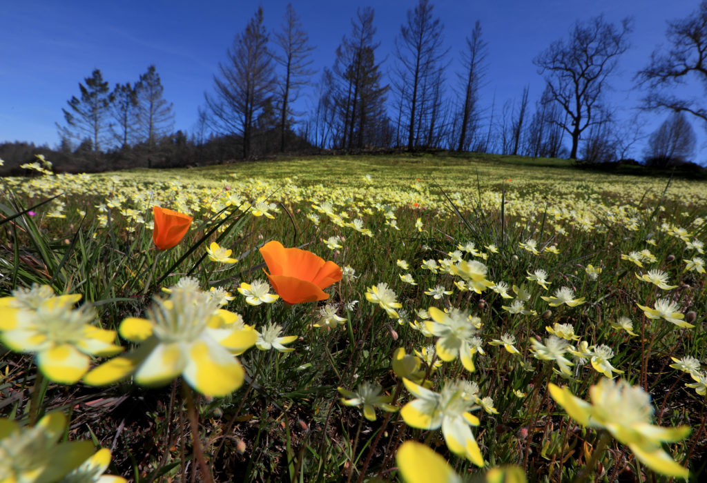 California Poppies join in the colorful cacophony of wildflowers rising from the ashes of the burned landscape at Pepperwood Preserve, Monday March 26, 2018 near Santa Rosa. (Kent Porter / Press Democrat) 2018