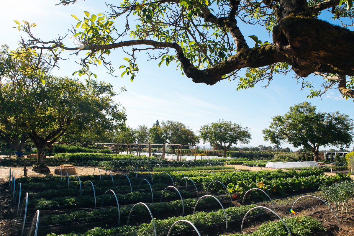 The culinary gardens at Kendall-Jackson in Santa Rosa. (Alexander Rubin)