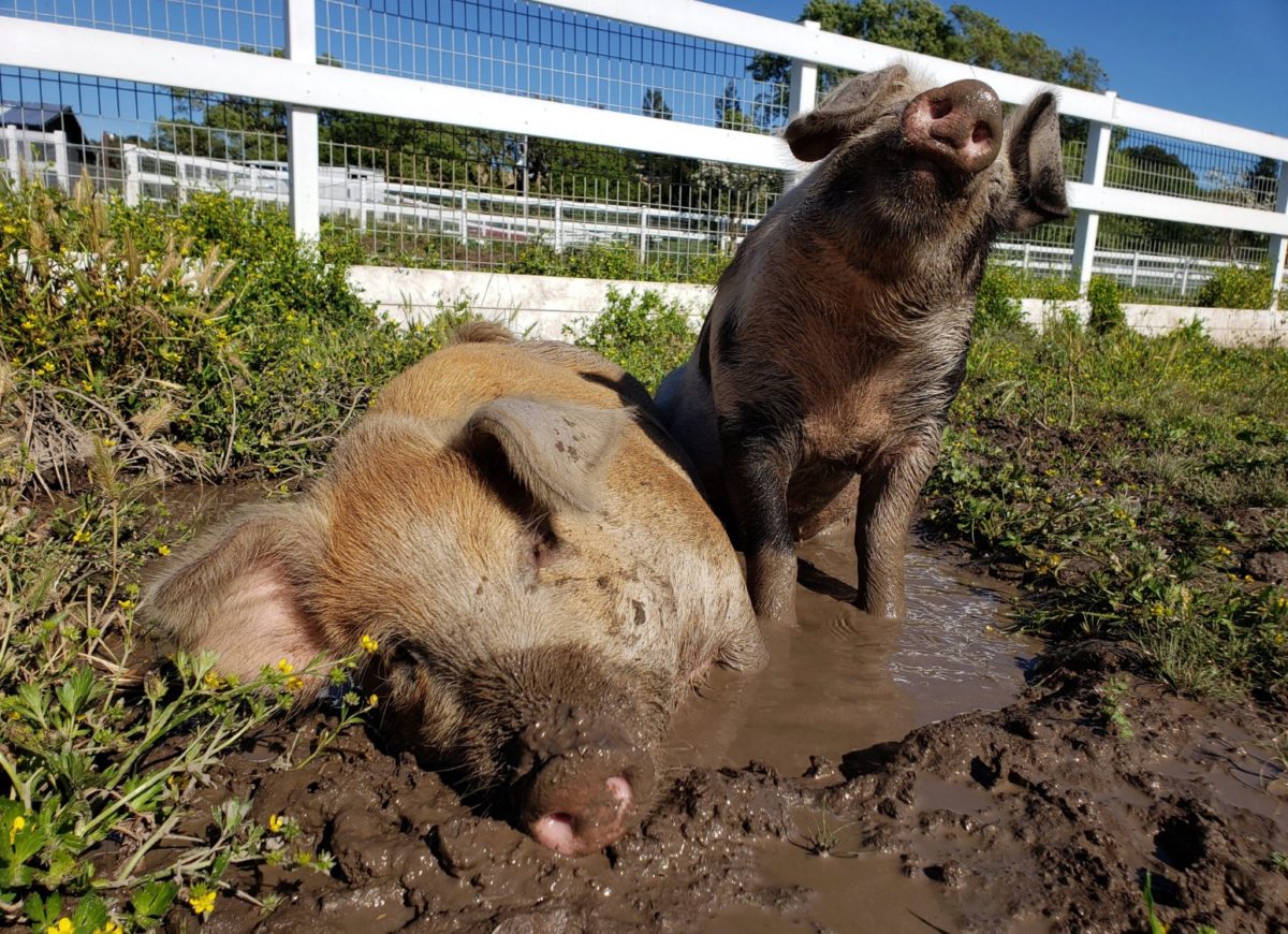 Pinkie and Oreo are having a good time in the mud at Charlie's Acres in Sonoma. (Charlie's Acres)