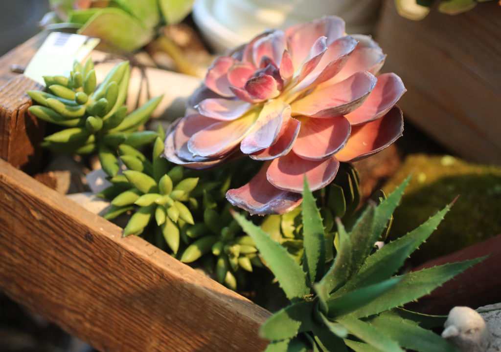 6/1/2013: D1: PC: Permanent Botanicals on display at Carolina & Co. in Santa Rosa, Thursday, May 23, 2013. (Crista Jeremiason / The Press Democrat)